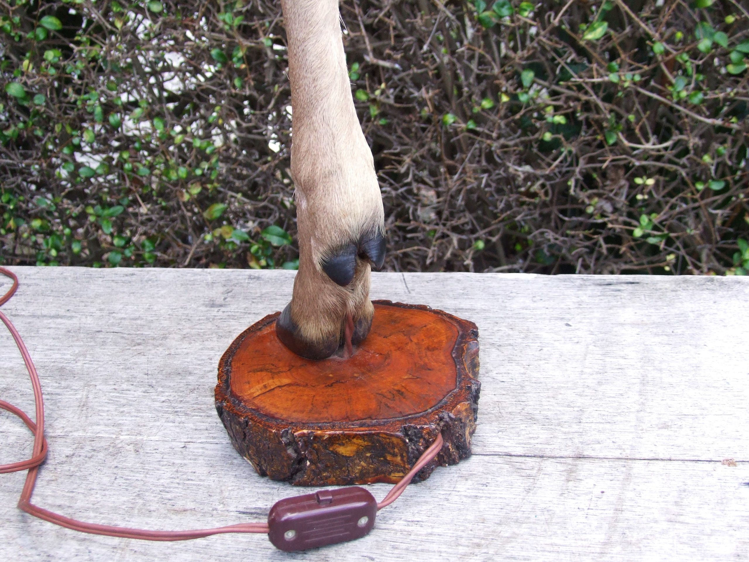 Deer Leg Lamp - Image 3
